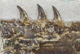 Fossil Mosasaur (Tethysaurus) Jaw Section - Asfla, Morocco #180850-1